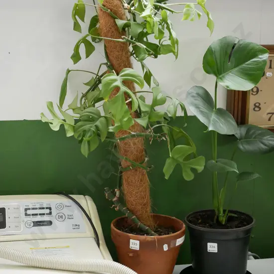 monstera minana in terracotta planter