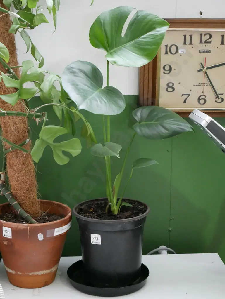 indoor plant in garden planter Image 1++