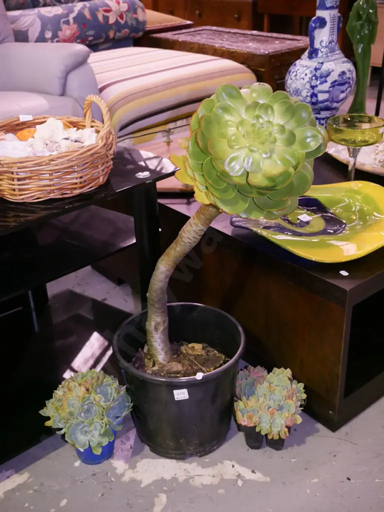 large tall potted succulent, 2x small succulents Image 1++