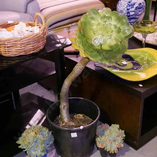 large tall potted succulent, 2x small succulents