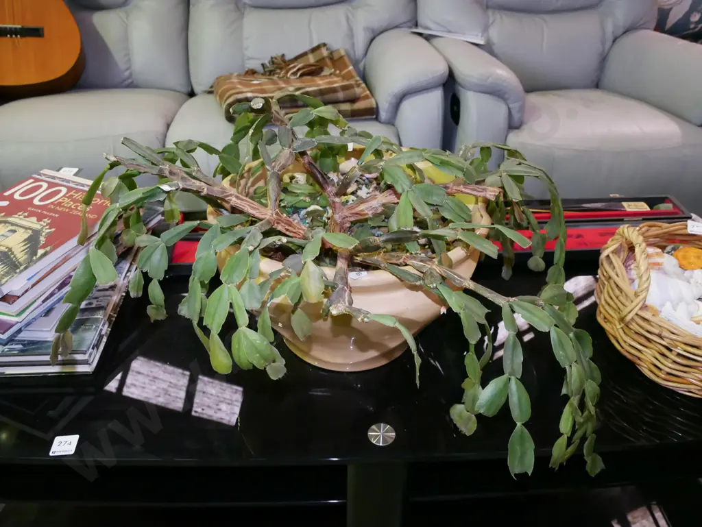 succulent in glazed garden planter Image 1++