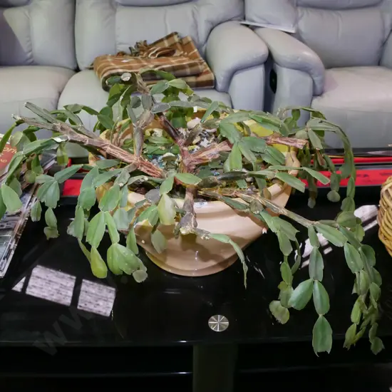 succulent in glazed garden planter