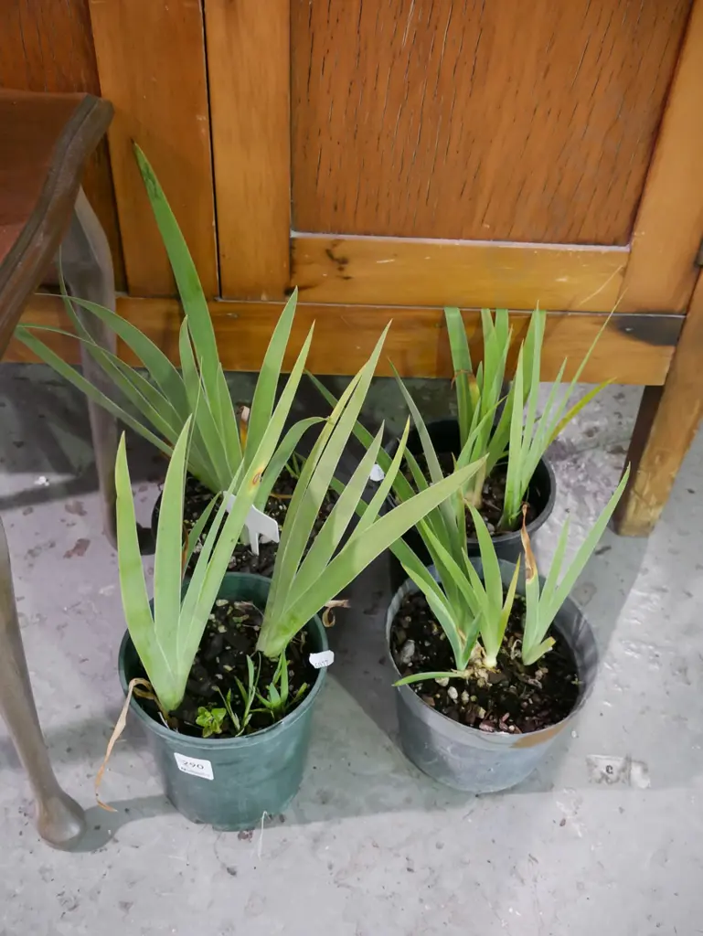 4x potted mini purple irises Image 1++