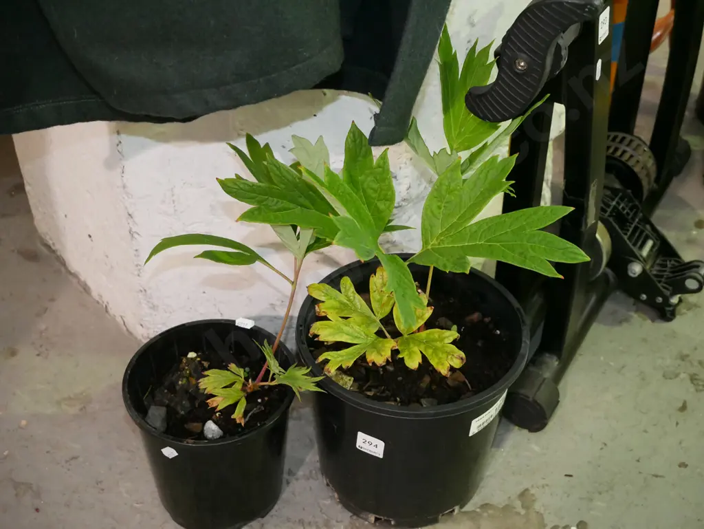 2x potted tree peonies Image 1++