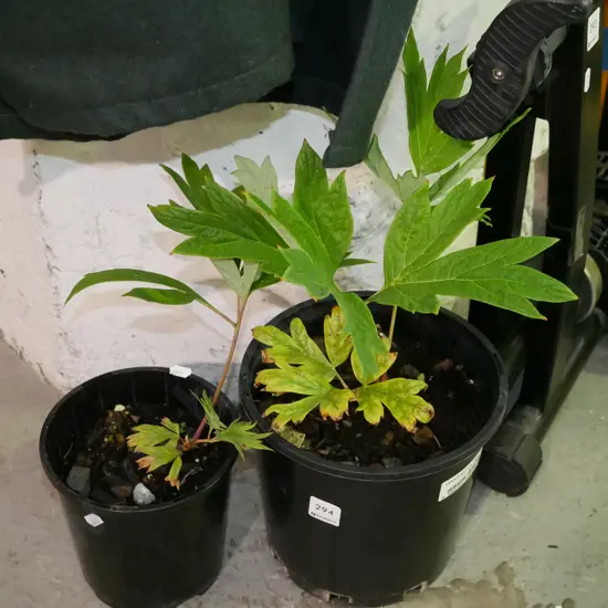 2x potted tree peonies