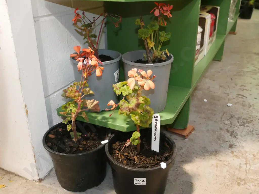 4x potted pink geraniums Image 1++