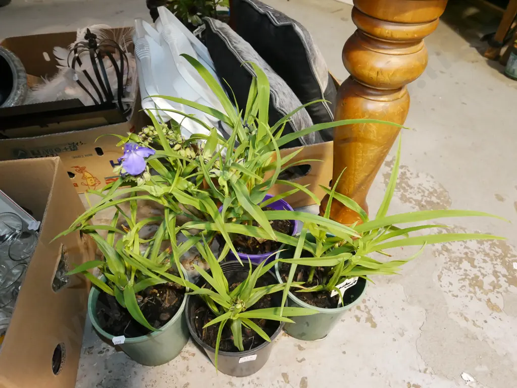 4x spotted flowering spiderworts Image 1++