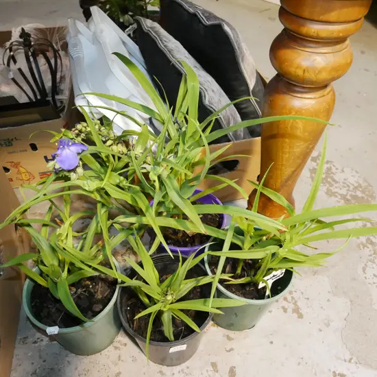 4x spotted flowering spiderworts