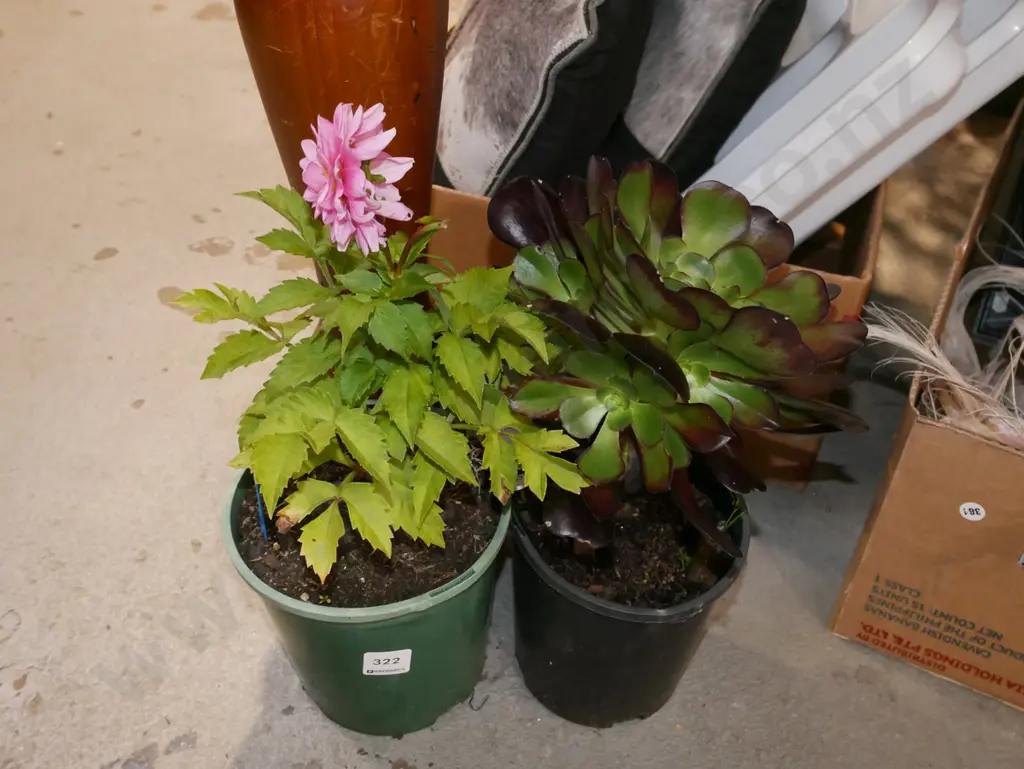potted dahlia, potted succulent Image 1++