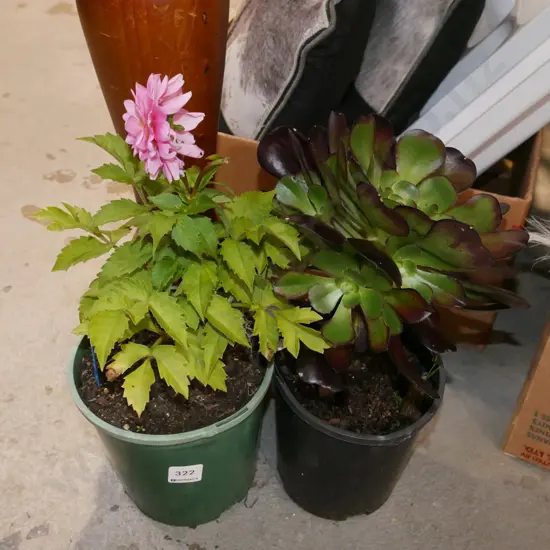 potted dahlia, potted succulent