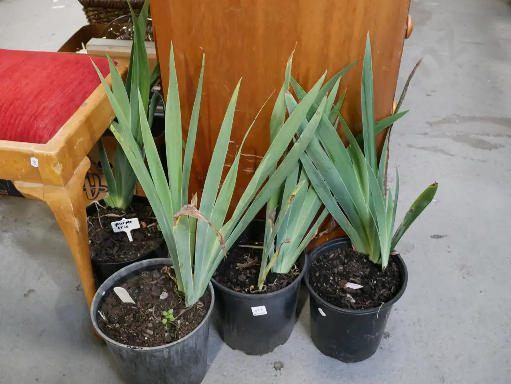 4x potted purple irises Image 1++