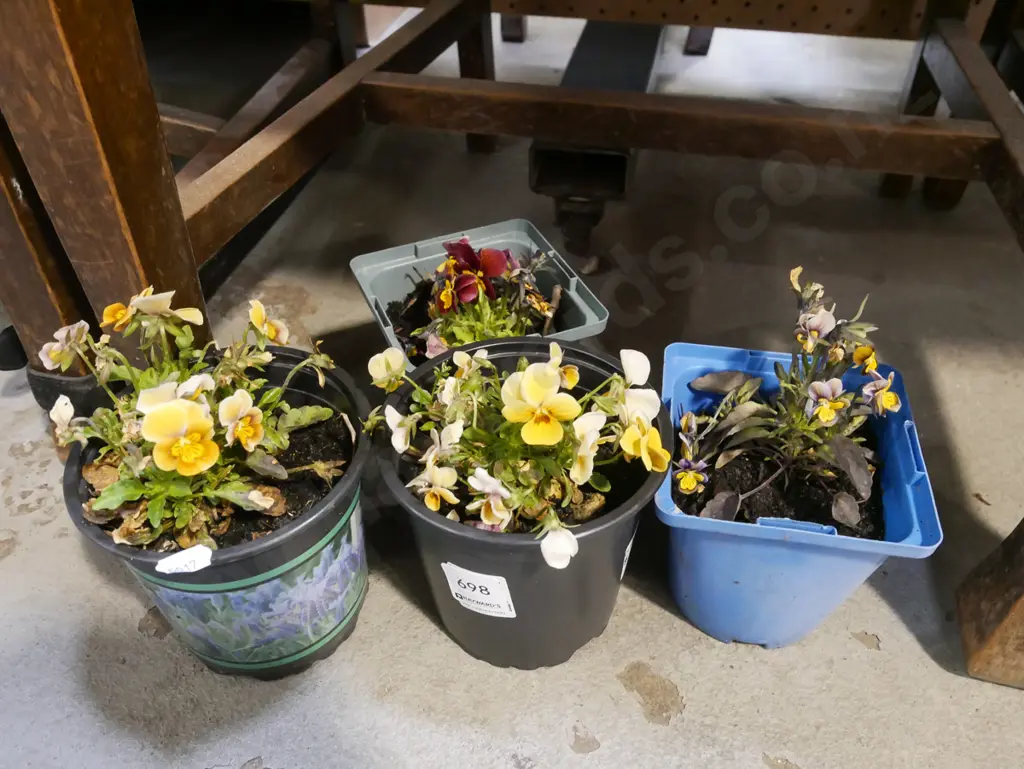 4x potted pansies Image 1++
