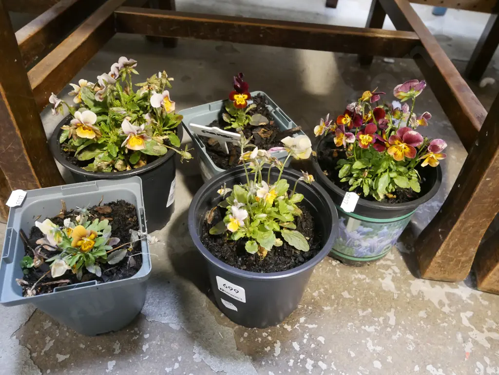 4x potted pansies Image 1++