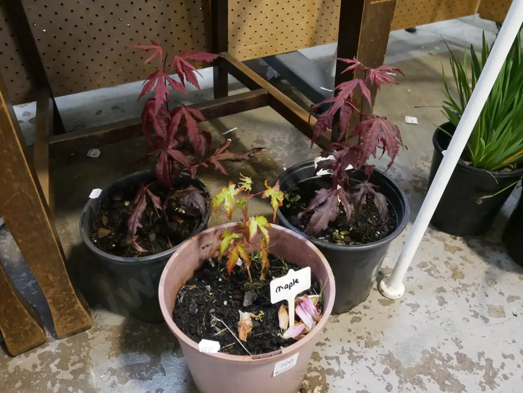 3x potted maples Image 1++