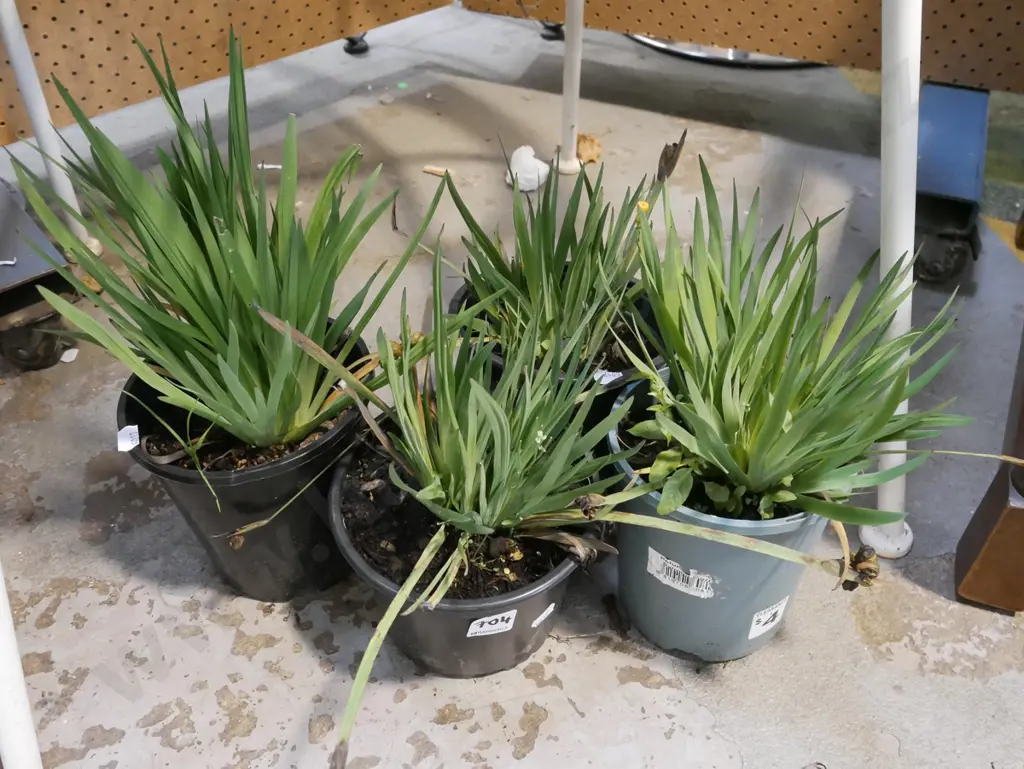 4x potted yellow eyed grasses Image 1++
