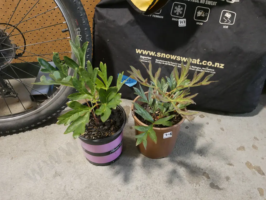 2x potted tree peonies Image 1++