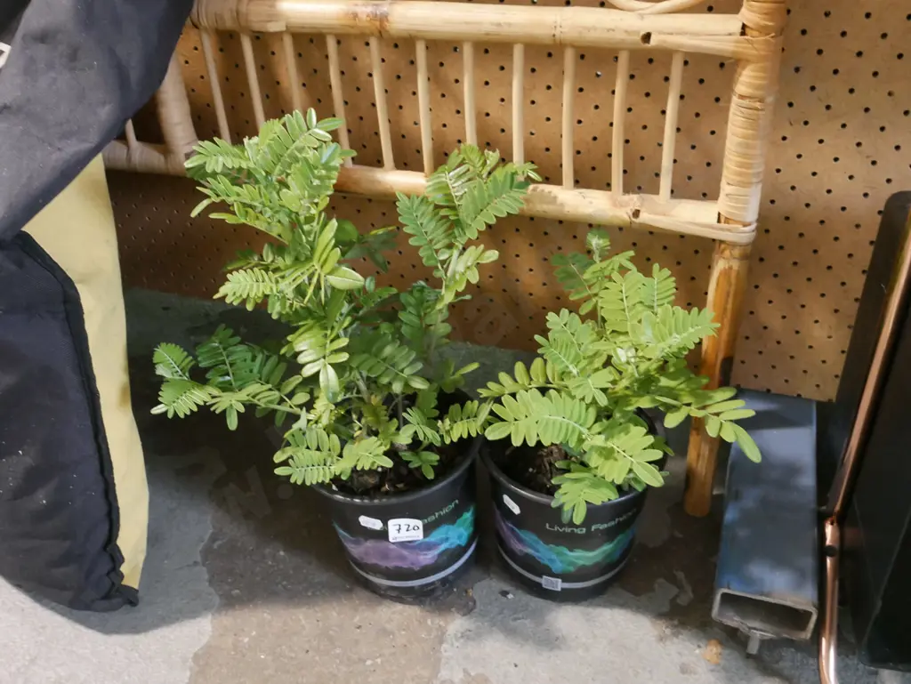 2x potted kakas beaks Image 1++