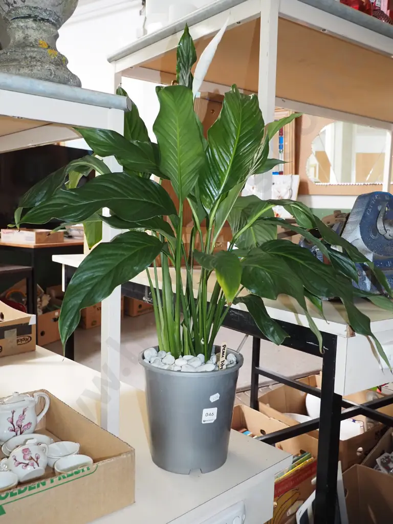 peace lily in plastic planter Image 1++
