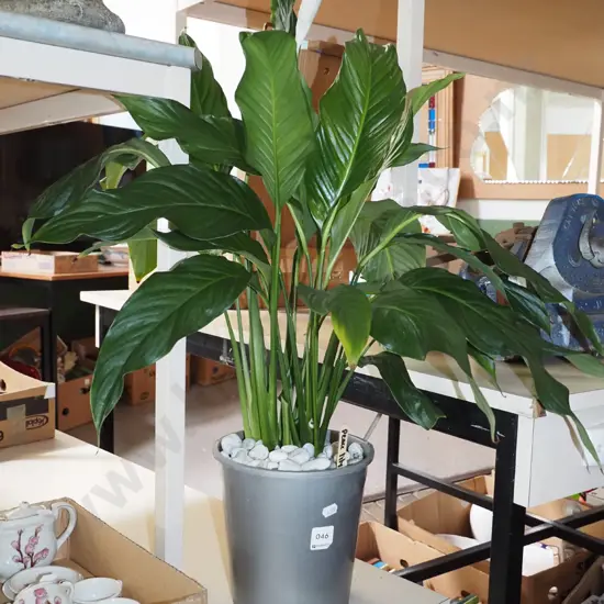 peace lily in plastic planter