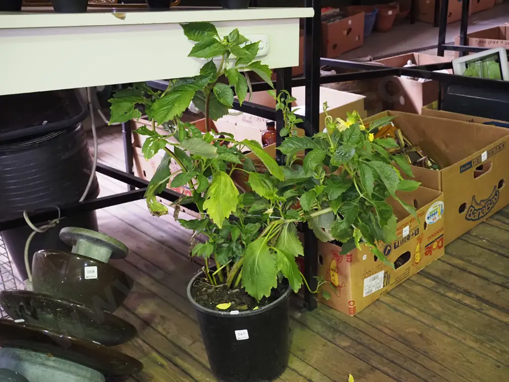 potted yellow dahlia Image 1++