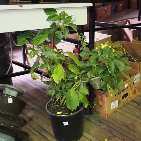 potted yellow dahlia