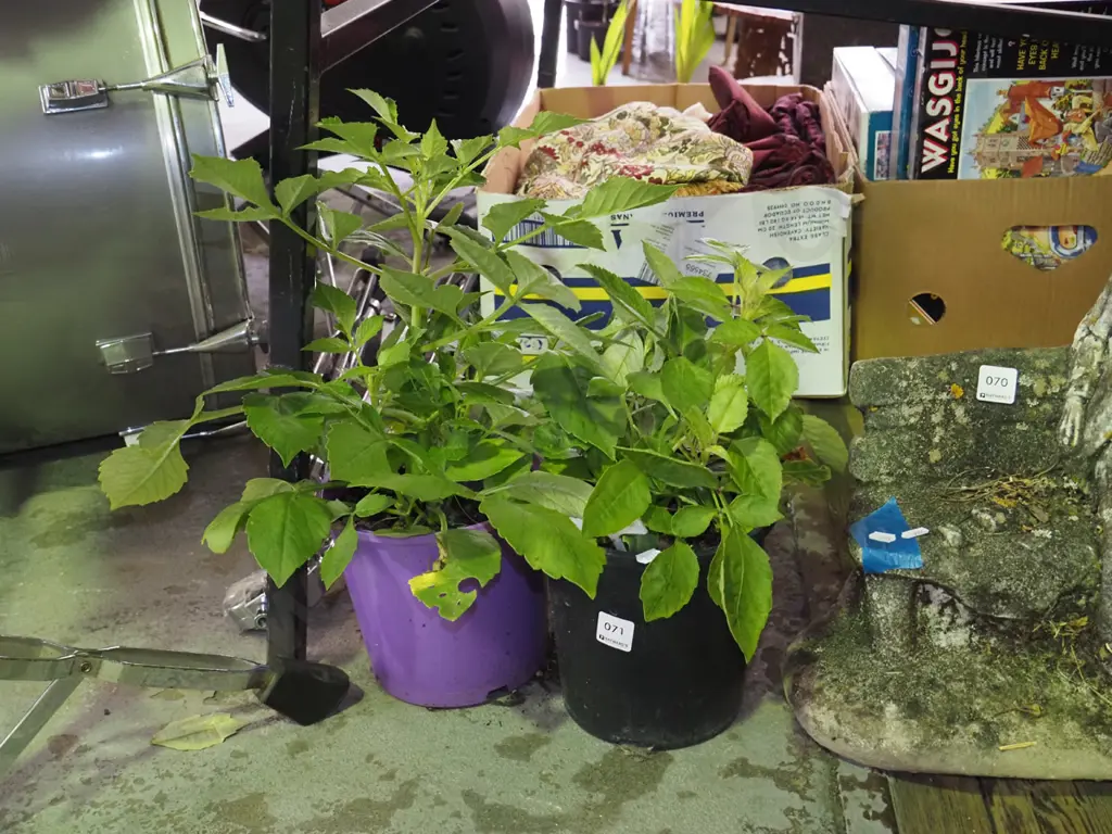 2x potted dahlias Image 1++
