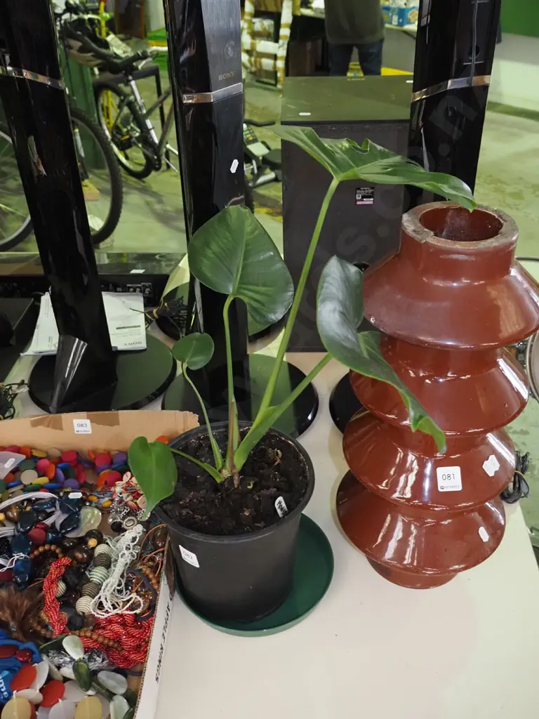 potted indoor plant - monstera Image 1++
