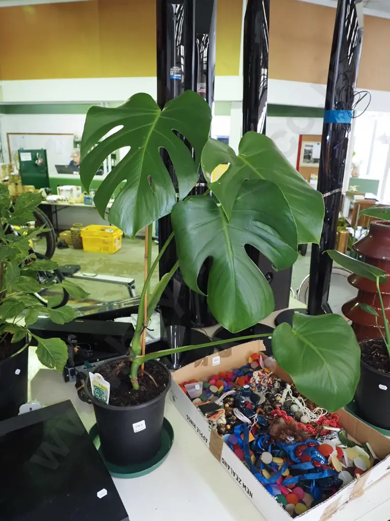 potted indoor plant - monstera Image 1++