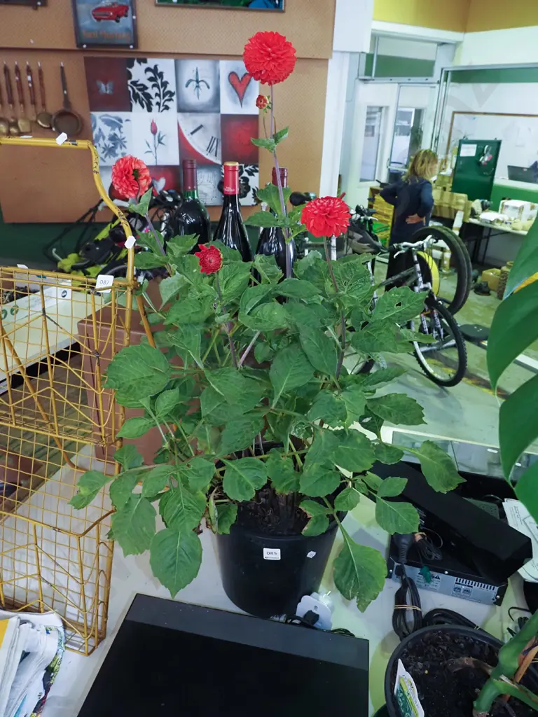 potted red pom pom dahlia Image 1++