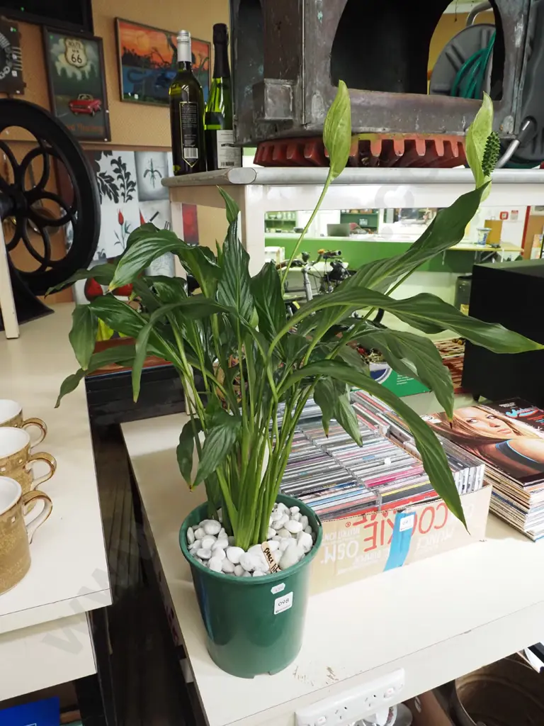 potted peace lily Image 1++