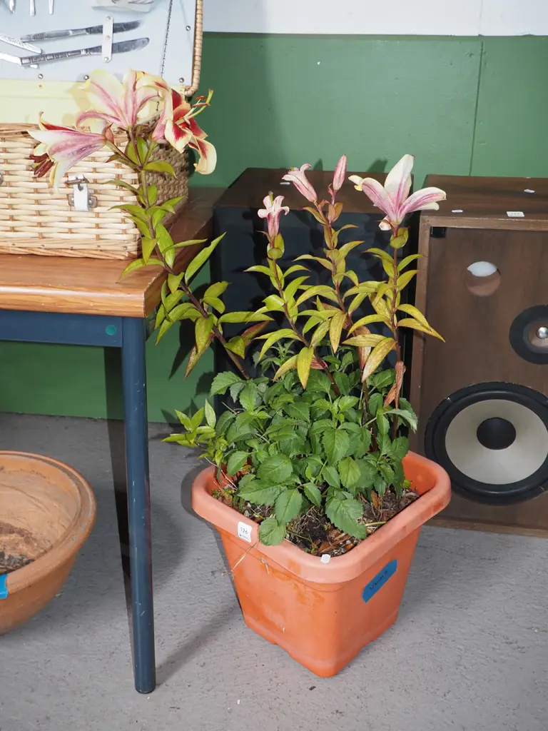 lillies and dahlias in plastic planter Image 1++
