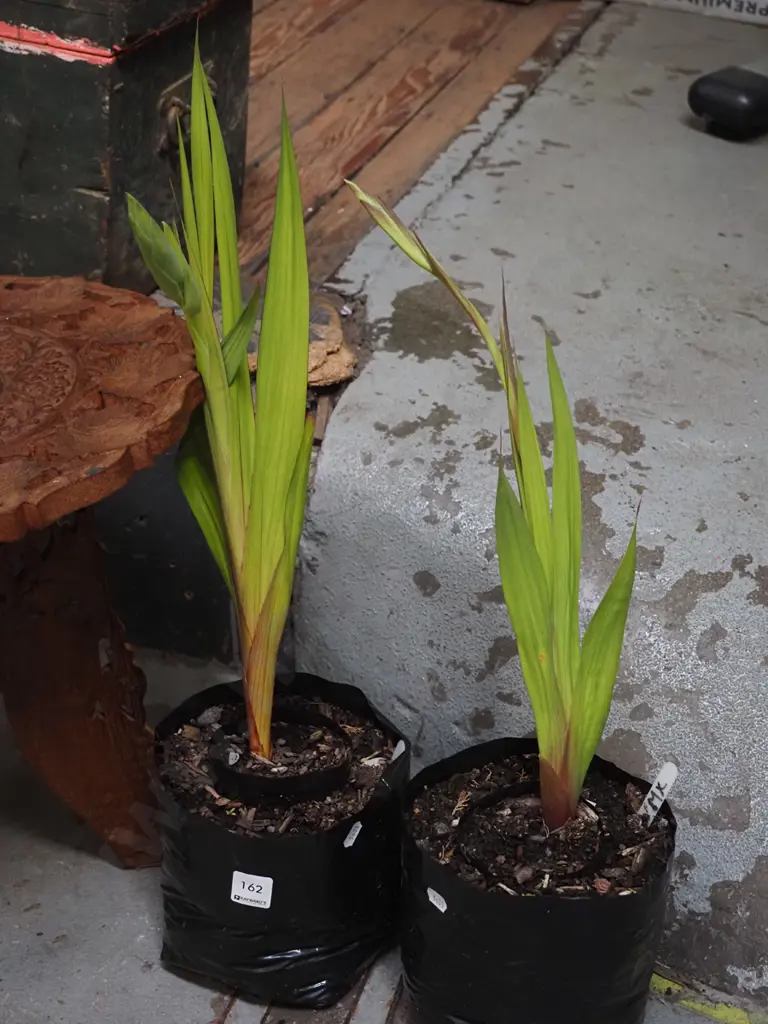 2x gladioli in bags Image 1++
