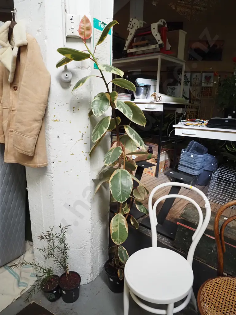 potted indoor ficus elastica ruby H-1770 Image 1++