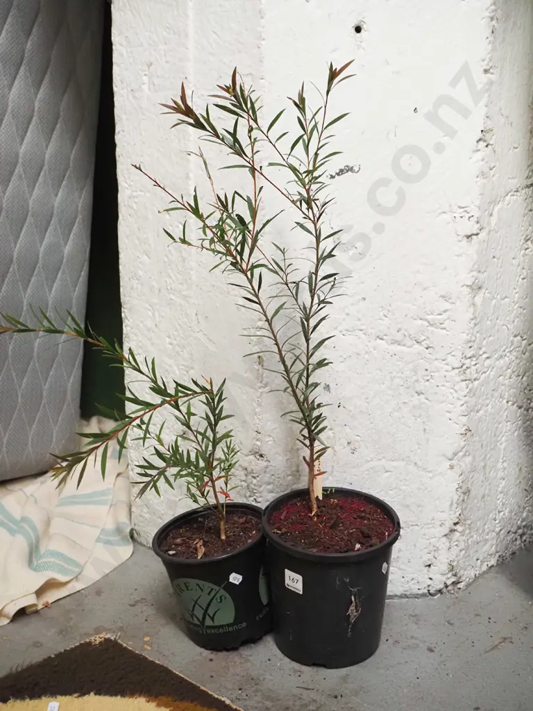 2x potted bottle brush Image 1++