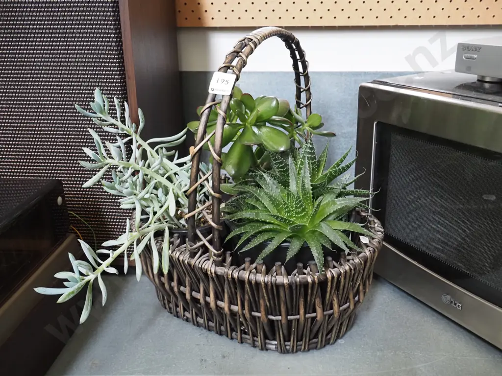 cane basket and succulents Image 1++
