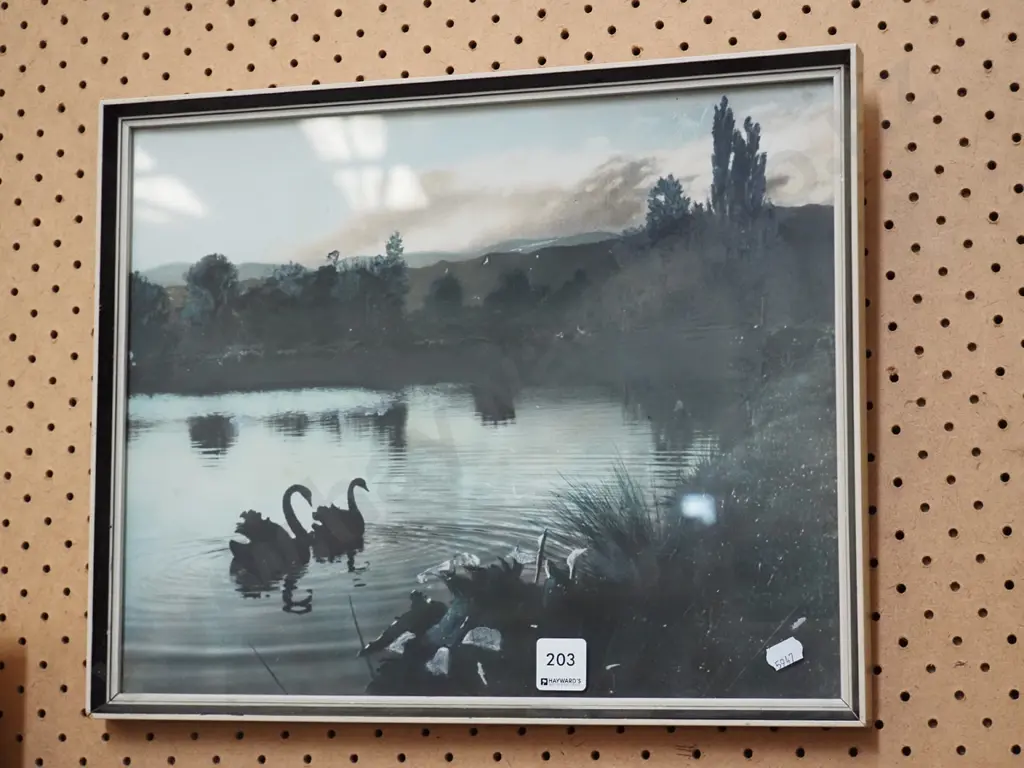 framed hand coloured photograph - swans on pond Image 1++