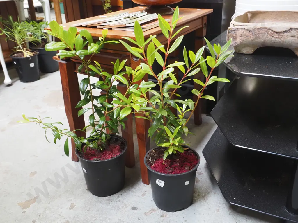 2x potted pohutukawa Image 1++