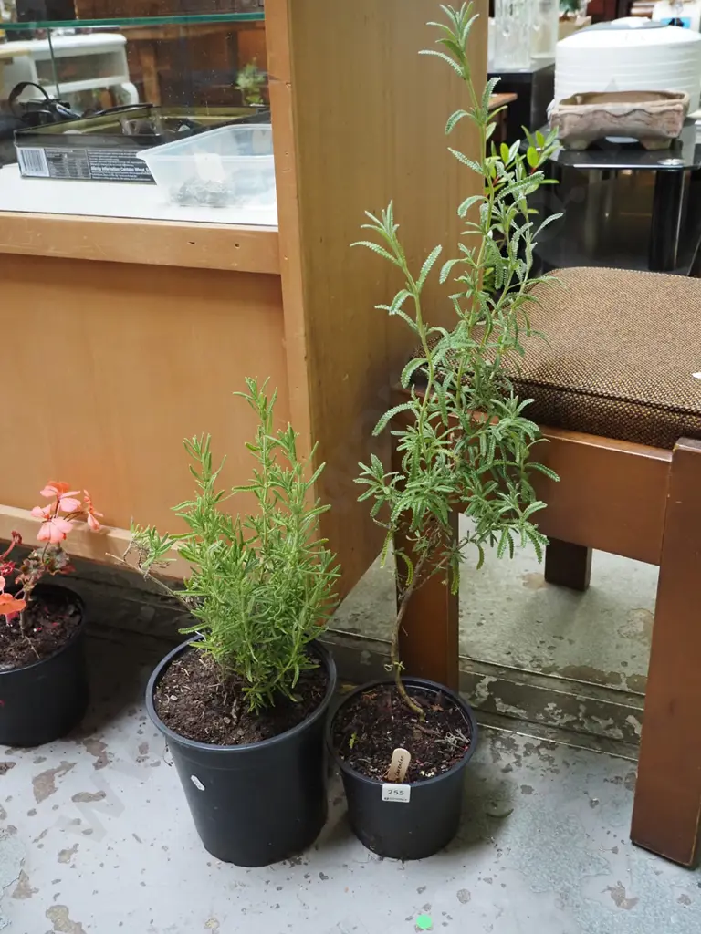 2x potted lavenders Image 1++