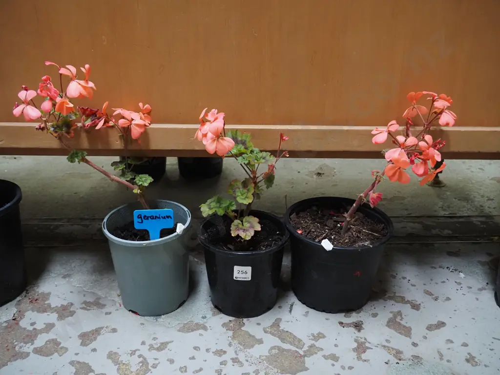 3x potted geranium Image 1++
