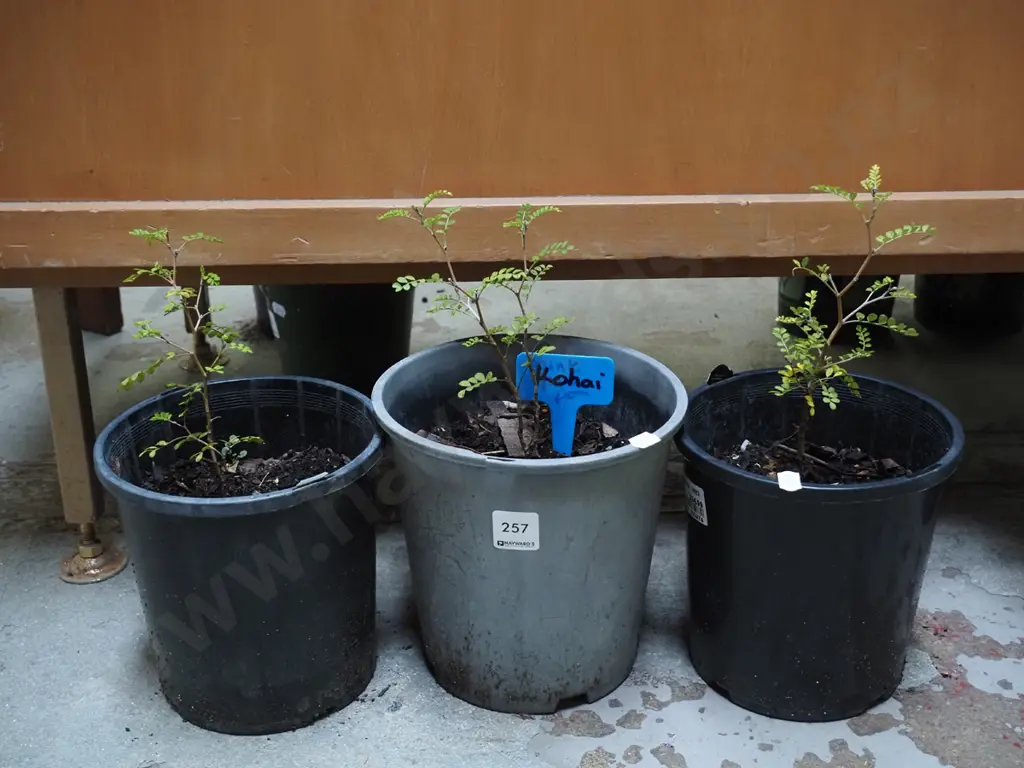 3x potted kowhai Image 1++