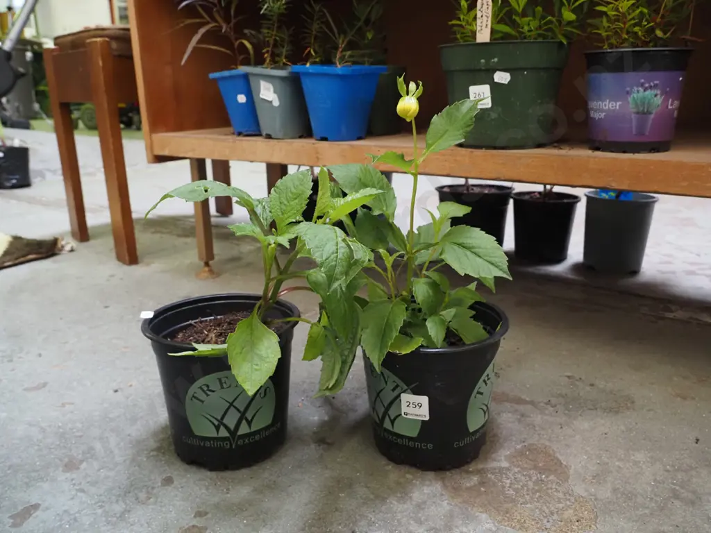 2x potted dahlias Image 1++