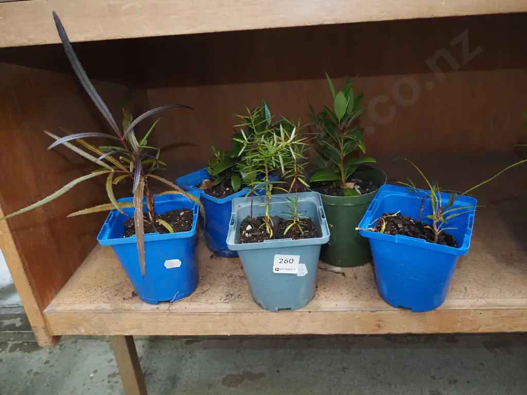 5x potted native seedlings Image 1++
