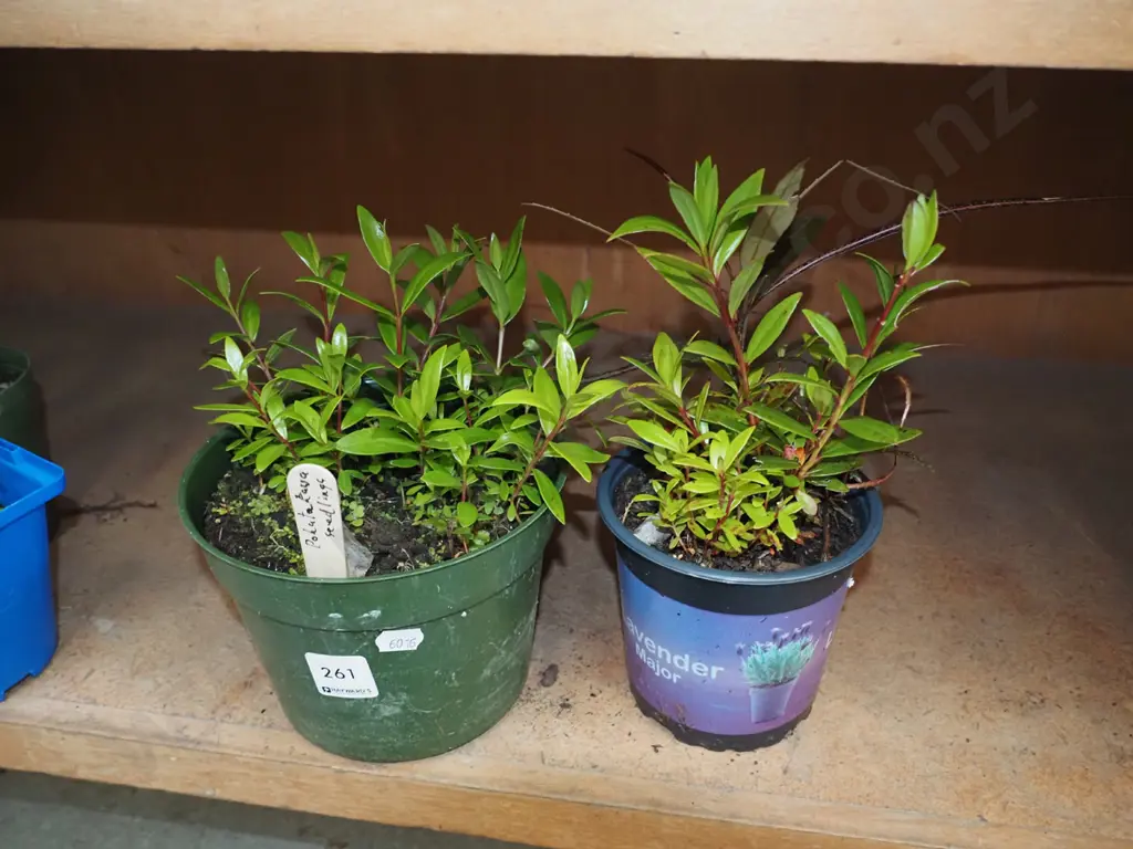 various pohutukawa and lancewood seedlings Image 1++
