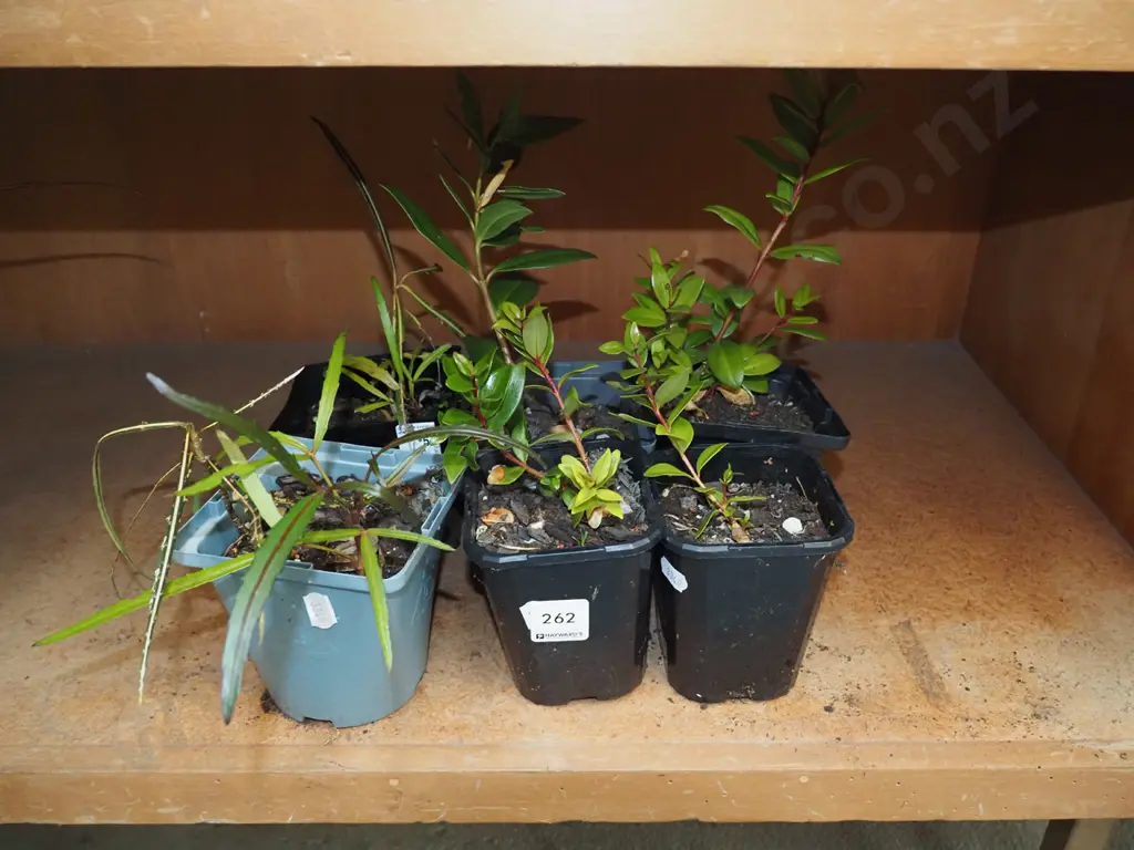 6x potted native seedlings Image 1++