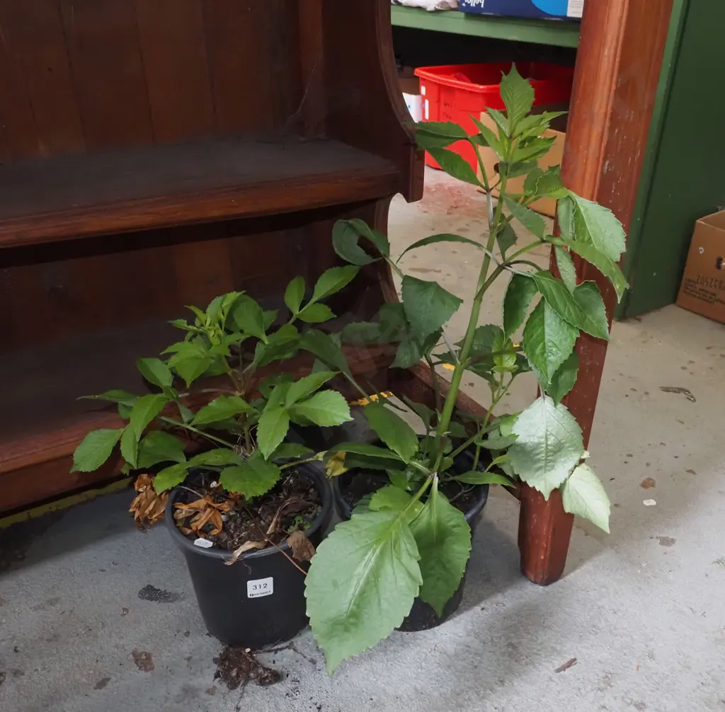 2x potted dahlias Image 1++