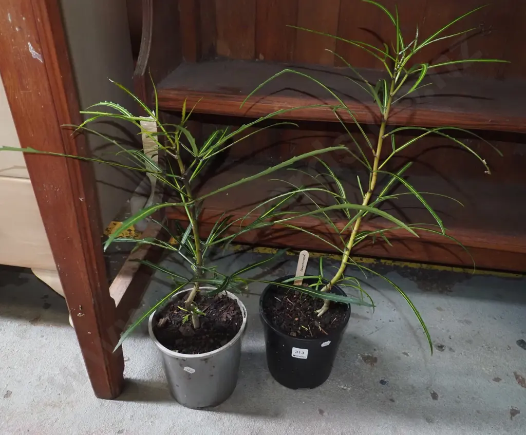 2x potted lancewoods Image 1++
