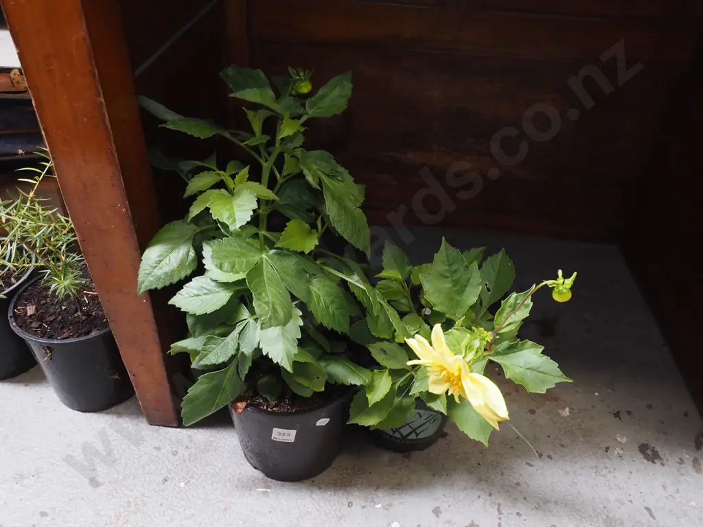2x potted dahlias Image 1++