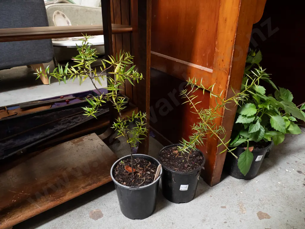 2x potted totara Image 1++
