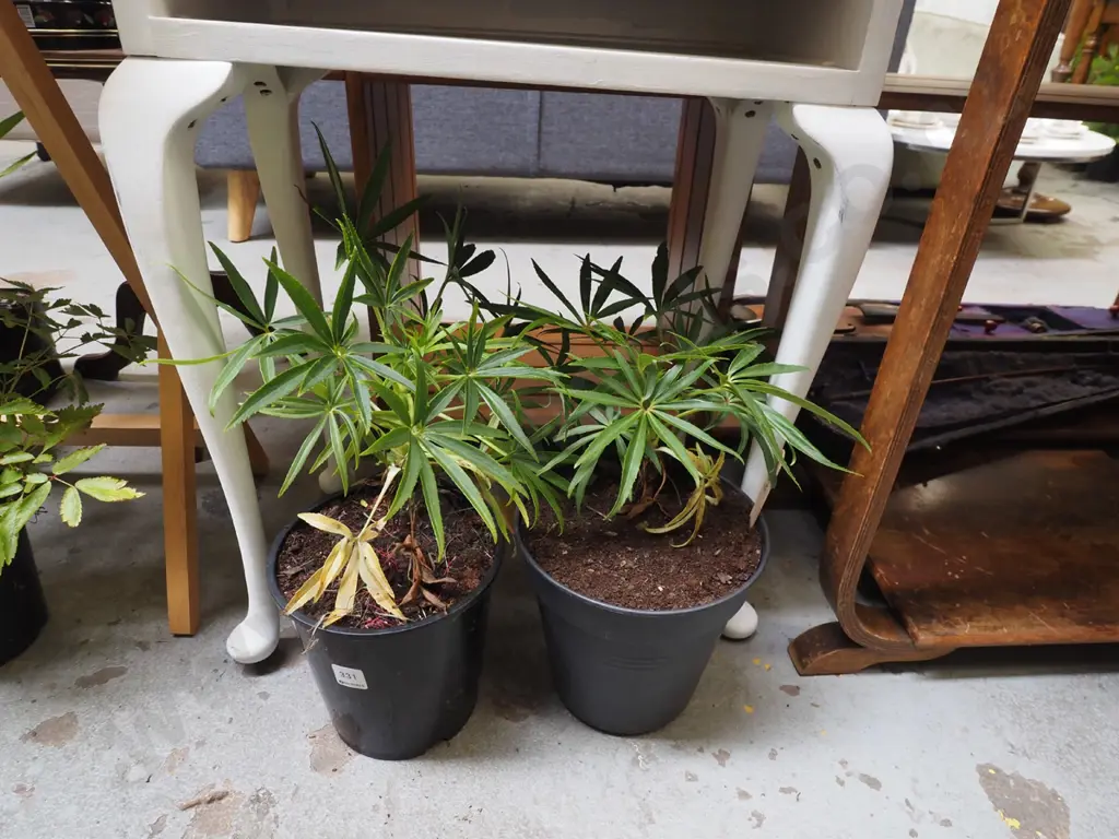2x potted hellebores Image 1++