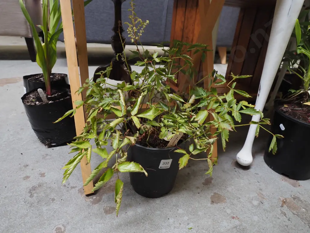 potted lovage Image 1++